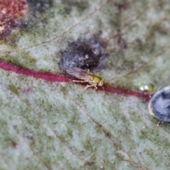 Chalcidoidea (superfamily) (A gall wasp or Chalcid wasp) at Mulligans Flat - 27 Aug 2023 by KorinneM