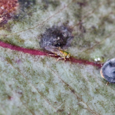 Chalcidoidea (superfamily) (A gall wasp or Chalcid wasp) at Mulligans Flat - 27 Aug 2023 by KorinneM