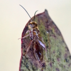 Thynninae (subfamily) (Smooth flower wasp) at Mulligans Flat - 27 Aug 2023 by KorinneM