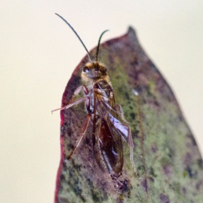 Thynninae (subfamily) (Smooth flower wasp) at Mulligans Flat - 27 Aug 2023 by KorinneM