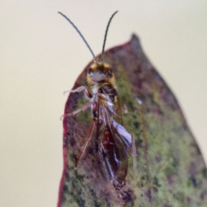 Thynninae (subfamily) at Gungahlin, ACT - 27 Aug 2023 03:00 PM