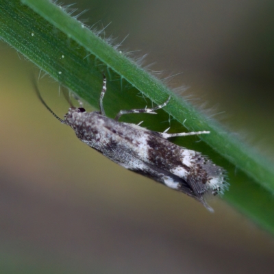Elachista velox (A Gelechioid moth (Elachistidae)) at Mulligans Flat - 27 Aug 2023 by KorinneM