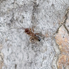 Chalcidoidea (superfamily) (A gall wasp or Chalcid wasp) at Mulligans Flat - 27 Aug 2023 by KorinneM