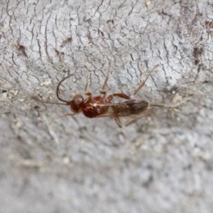 Chalcidoidea (superfamily) at Forde, ACT - 27 Aug 2023