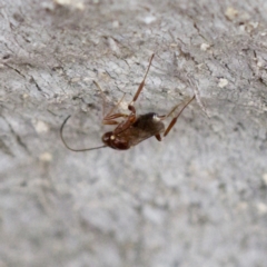 Chalcidoidea (superfamily) at Forde, ACT - 27 Aug 2023