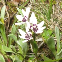 Wurmbea dioica subsp. dioica (Early Nancy) at Hall, ACT - 29 Aug 2023 by Christine