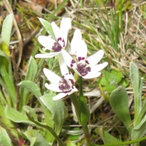 Wurmbea dioica subsp. dioica at Hall, ACT - 29 Aug 2023