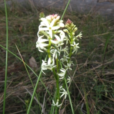 Stackhousia monogyna (Creamy Candles) at Hall, ACT - 29 Aug 2023 by Christine