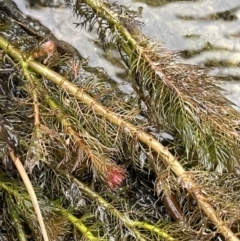 Myriophyllum variifolium (Varied Water-milfoil) at Mulloon, NSW - 30 Aug 2023 by JaneR