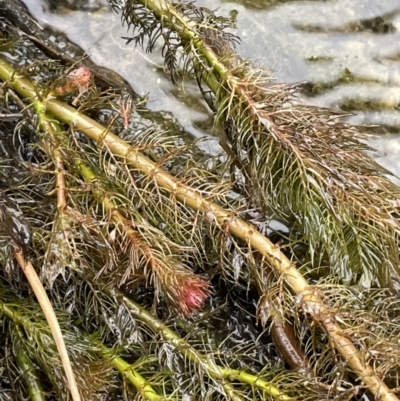 Myriophyllum variifolium (Varied Water-milfoil) at Mulloon, NSW - 30 Aug 2023 by JaneR