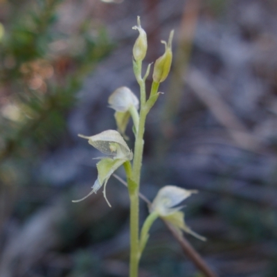 Acianthus fornicatus (Pixie-caps) at Jervis Bay, JBT - 10 Jun 2023 by RobG1