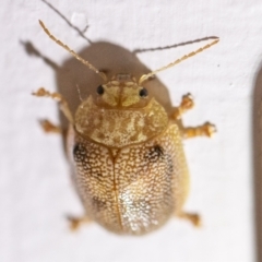 Paropsis atomaria (Eucalyptus leaf beetle) at Chapman, ACT - 26 Aug 2023 by SWishart