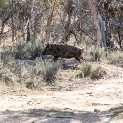 Sus scrofa (Pig (feral)) at Namadgi National Park - 23 Aug 2023 by SWishart