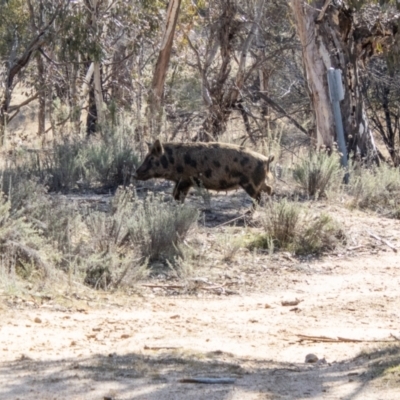 Sus scrofa (Pig (feral)) at Rendezvous Creek, ACT - 23 Aug 2023 by SWishart