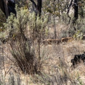 Sus scrofa at Rendezvous Creek, ACT - 23 Aug 2023