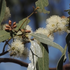 Eucalyptus bridgesiana (Apple Box) at Conder, ACT - 19 Mar 2023 by MichaelBedingfield
