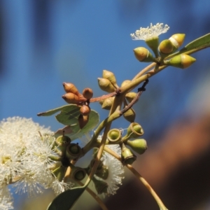 Eucalyptus bridgesiana at Conder, ACT - 19 Mar 2023