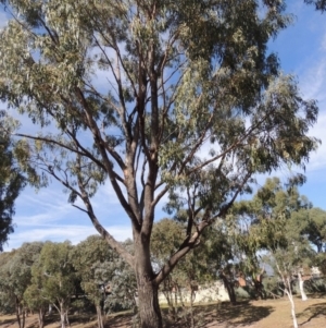 Eucalyptus bridgesiana at Conder, ACT - 19 Mar 2023