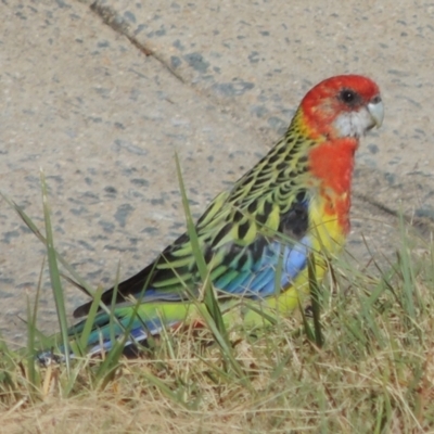 Platycercus eximius (Eastern Rosella) at Banks, ACT - 18 Mar 2023 by michaelb