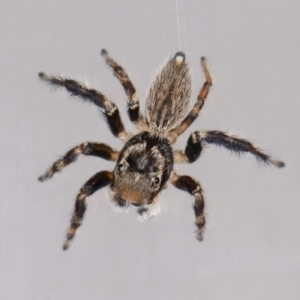 Maratus griseus at Jerrabomberra, NSW - 29 Aug 2023