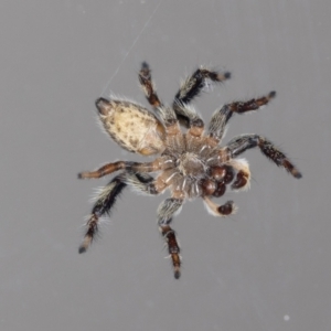 Maratus griseus at Jerrabomberra, NSW - 29 Aug 2023