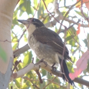 Cracticus torquatus at Conder, ACT - 10 Mar 2015