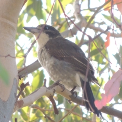 Cracticus torquatus (Grey Butcherbird) at Tuggeranong Hill - 9 Mar 2015 by michaelb