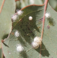 Glycaspis sp. (genus) (Unidentified sugary lerp) at Banks, ACT - 18 Mar 2023 by michaelb