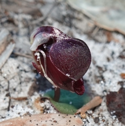 Corybas unguiculatus (Small Helmet Orchid) at Jervis Bay, JBT - 10 Jun 2023 by RobG1