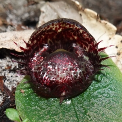 Corysanthes fimbriata (Fringed Helmet Orchid) at Jervis Bay, JBT - 10 Jun 2023 by RobG1