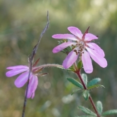 Bauera rubioides (Wiry Bauera) at Vincentia, NSW - 11 Jun 2023 by RobG1