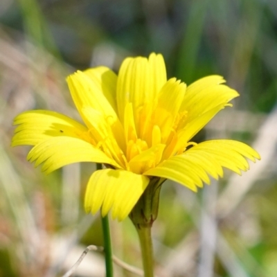 Unidentified Daisy at Vincentia, NSW - 11 Jun 2023 by RobG1