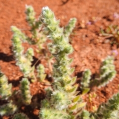 Unidentified Plant at Sir Samuel, WA - 30 Aug 2023 by HelenCross