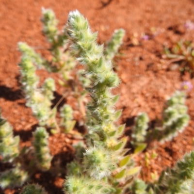 Sclerolaena densiflora (Sclerolaena) at Sir Samuel, WA - 30 Aug 2023 by HelenCross