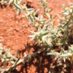 Sclerolaena cornishiana (Cartwheel Bindyi) at Sir Samuel, WA - 30 Aug 2023 by HelenCross