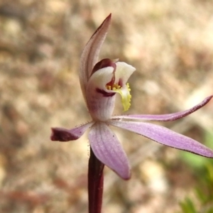 Caladenia fuscata at Rendezvous Creek, ACT - suppressed