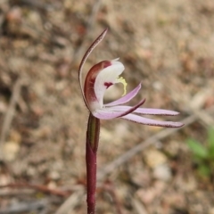 Caladenia fuscata at Rendezvous Creek, ACT - suppressed