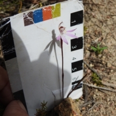 Caladenia fuscata at Rendezvous Creek, ACT - suppressed