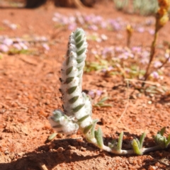 Maireana carnosa (Cottony Bluebush) at Sir Samuel, WA - 30 Aug 2023 by HelenCross