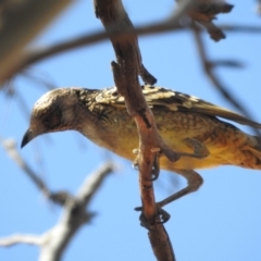 Chlamydera guttata (Western Bowerbird) at Sir Samuel, WA - 30 Aug 2023 by HelenCross