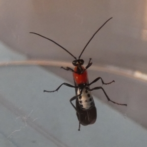 Braconidae (family) at Borough, NSW - 30 Aug 2023