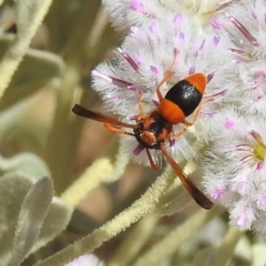 Unidentified Wasp (Hymenoptera, Apocrita) at Sir Samuel, WA - 30 Aug 2023 by HelenCross