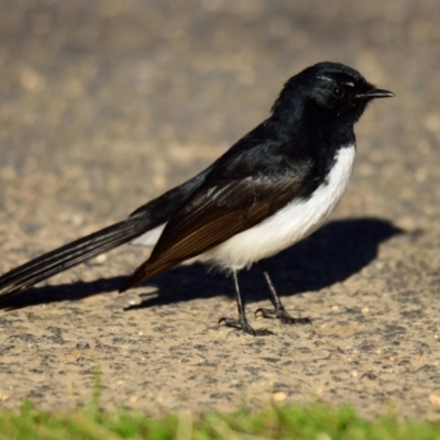 Rhipidura leucophrys (Willie Wagtail) at Lake Ginninderra - 31 Aug 2023 by Thurstan