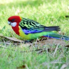 Platycercus eximius (Eastern Rosella) at Belconnen, ACT - 31 Aug 2023 by Thurstan