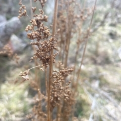 Juncus vaginatus (Clustered Rush) at Mulloon, NSW - 30 Aug 2023 by JaneR