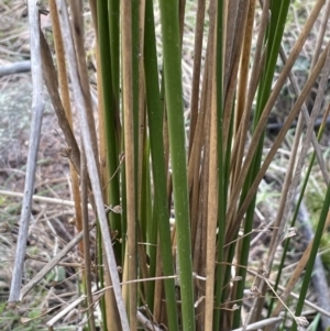 Juncus vaginatus at Mulloon, NSW - 30 Aug 2023 10:57 AM