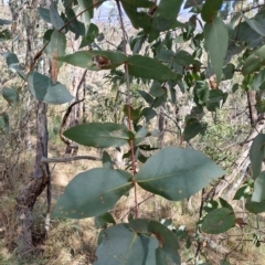 Eucalyptus dives (Broad-leaved Peppermint) at Wanniassa Hill - 31 Aug 2023 by LPadg