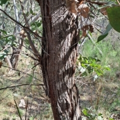 Eucalyptus dives at Fadden, ACT - 31 Aug 2023