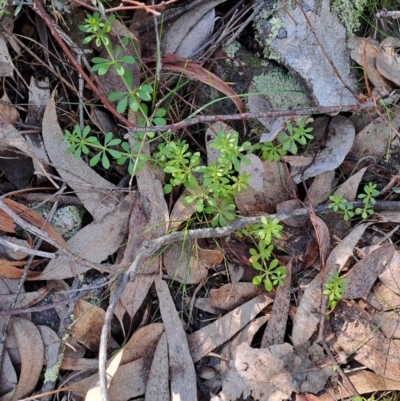 Galium aparine (Goosegrass, Cleavers) at Fadden, ACT - 31 Aug 2023 by LPadg