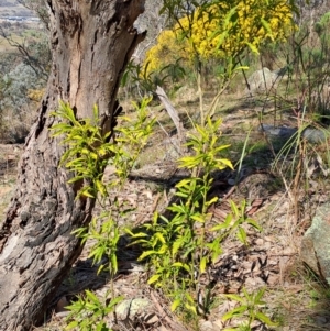 Solanum pseudocapsicum at Tuggeranong, ACT - 31 Aug 2023 01:05 PM